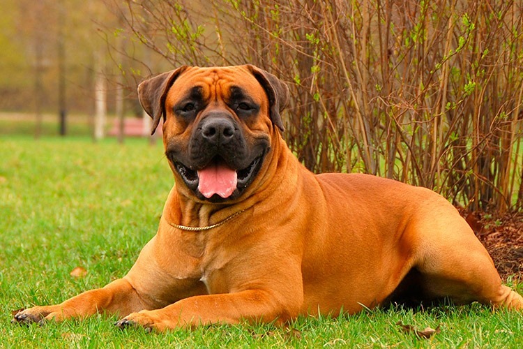 Почему собака вас не слушает и как это исправить: главные ошибки, которые допускают все