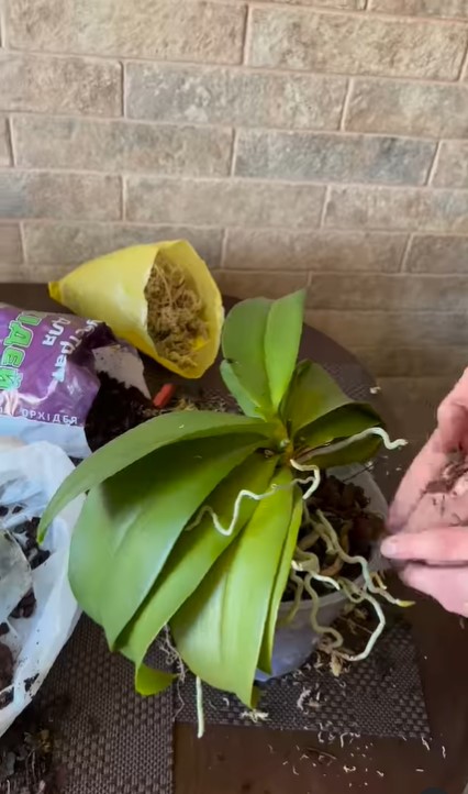 Як повернути молодість старенькій орхідеї, щоб вона знову пишно квітнула