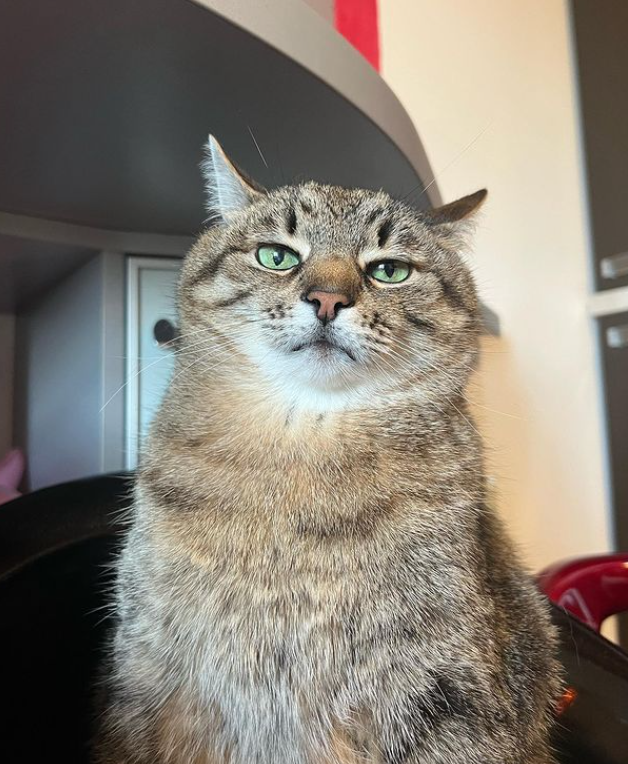 Кот Степан женился: милые фото пушистых молодоженов