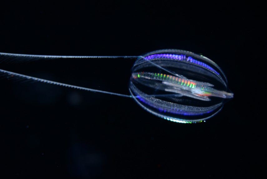 Вчені нарешті з'ясували, як виглядала перша тварина на Землі