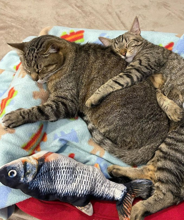 Кот Степан женился: милые фото пушистых молодоженов