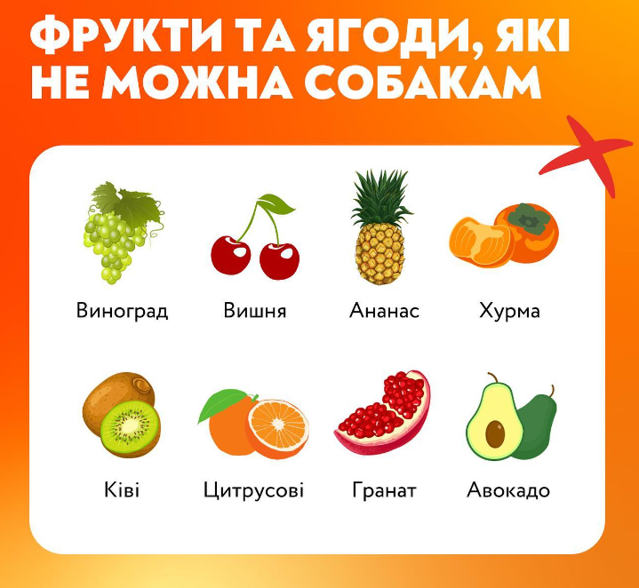 Ніколи не давайте собаці ці ягоди і фрукти, якщо не хочете йому нашкодити: список