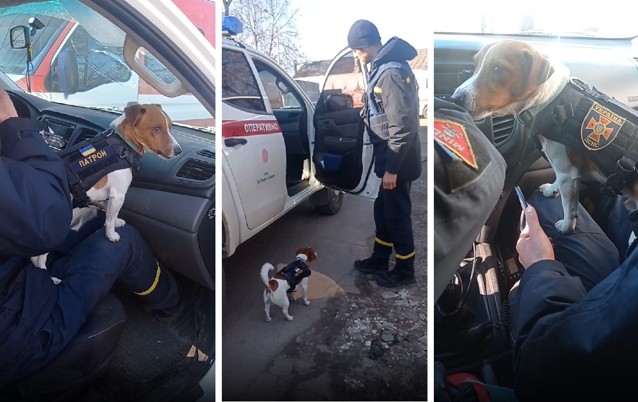 В ГСЧС показали работу своего талисмана - пса Патрона, который обезвредил 90 мин с начала войны