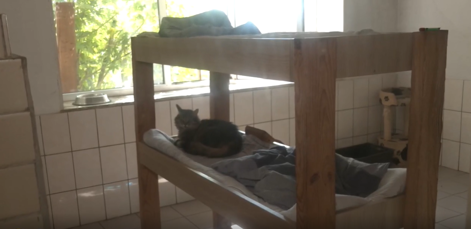 77-летняя зоозащитница спасла почти тысячу животных в Гостомеле во время оккупации