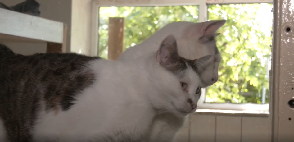 77-летняя зоозащитница спасла почти тысячу животных в Гостомеле во время оккупации