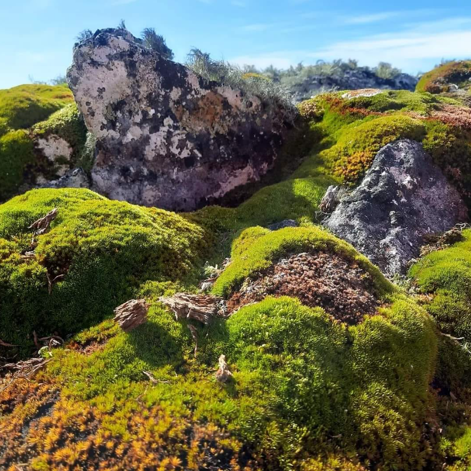 Ось ці рослини виживають серед вічної мерзлоти! Полярники поділились унікальними фото