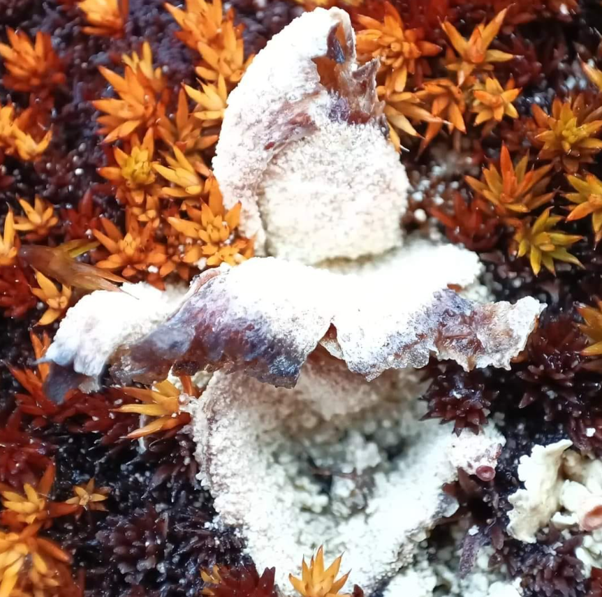 Ось ці рослини виживають серед вічної мерзлоти! Полярники поділились унікальними фото