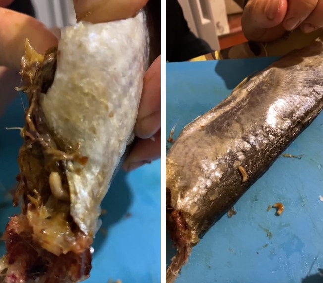 В Киеве пивной магазин продал людям тараньку, из которой выпадали опарыши (видео)