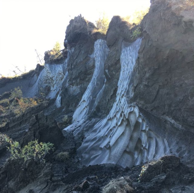 Вчені оживили вірус "зомбі" з вічної мерзлоти. Йому майже 50 тисяч років!