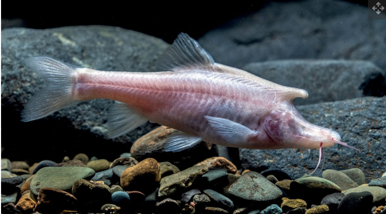 Без луски і з рогами: вчені знайшли новий вид риб. Ось як виглядають ці химери
