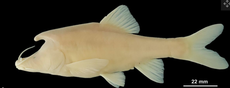 Без луски і з рогами: вчені знайшли новий вид риб. Ось як виглядають ці химери