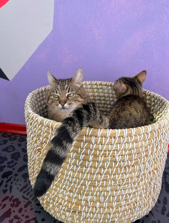 Кот Степан женился: милые фото пушистых молодоженов