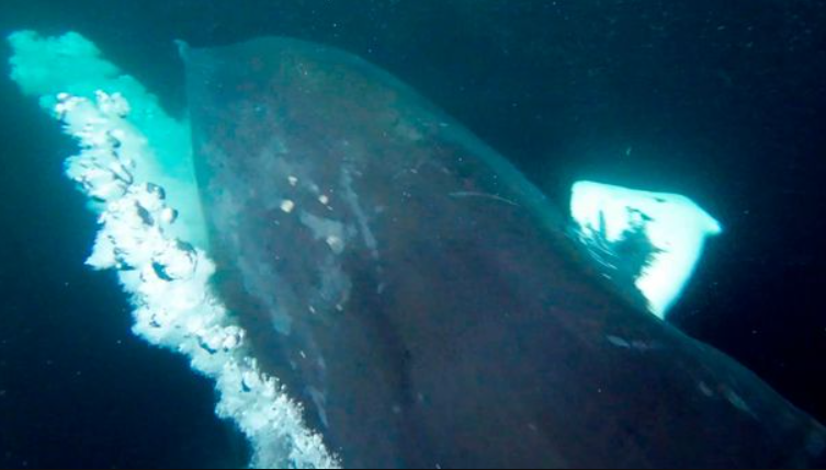 Горбатий кит мало не проковтнув дайвера під час зйомок косаток: ось як це виглядало