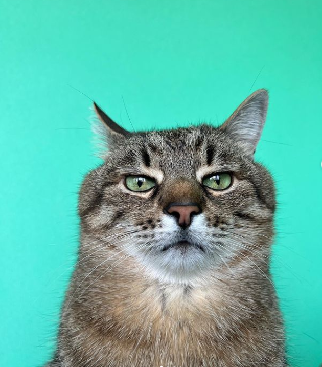 Кот Степан женился: милые фото пушистых молодоженов