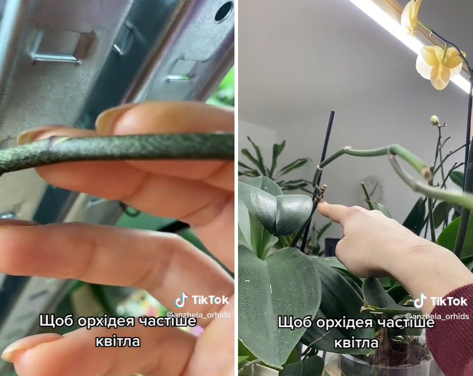 Зробіть це з орхідеєю, і вона буде квітнути майже безперервно