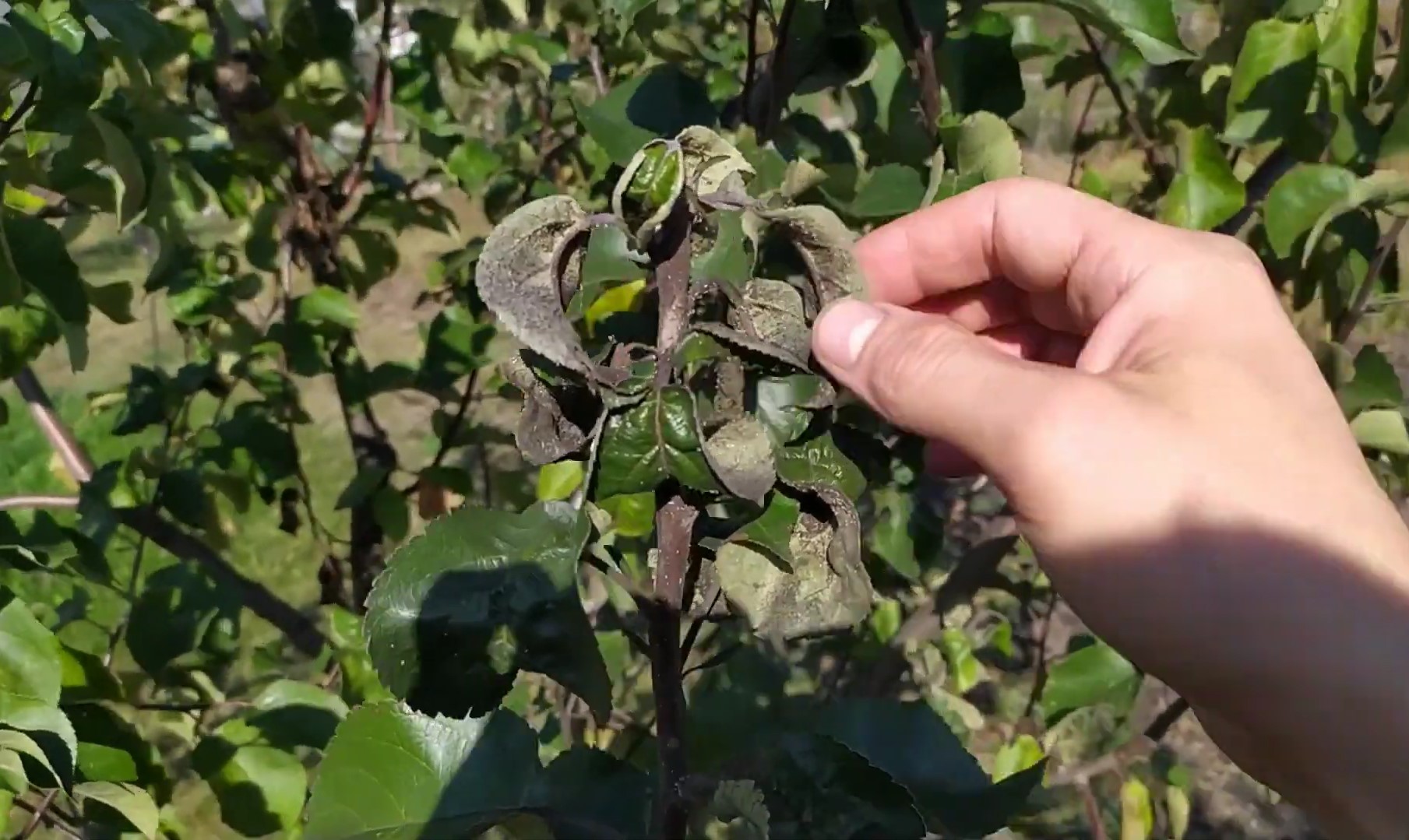 Сажистый грибок, лишайники и мох: как избавиться от болезней плодовых деревьев