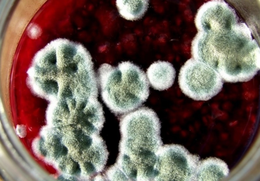 Чи можна їсти варення, на якому є пліснява?