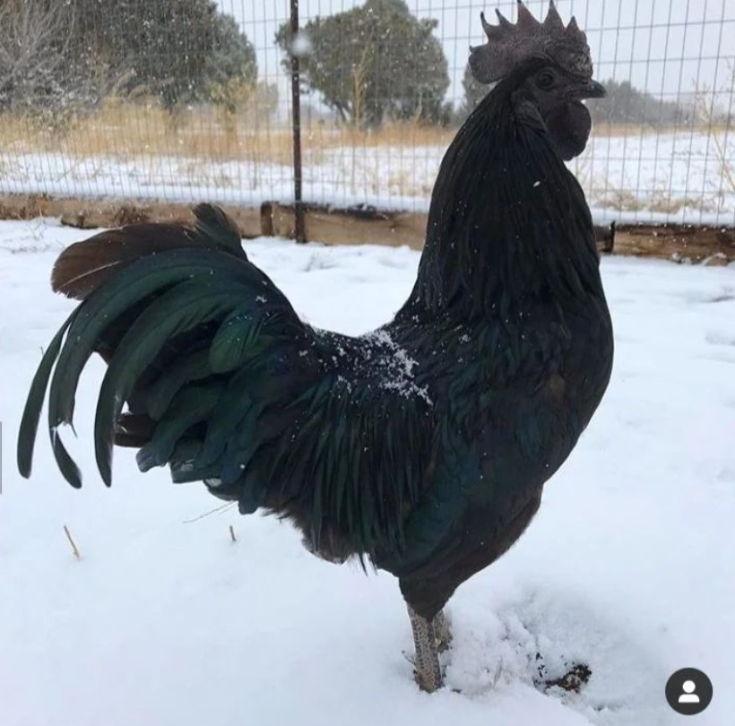 Дивіться, як виглядає чорна курка з чорним м'ясом. А якого кольору її яйця?