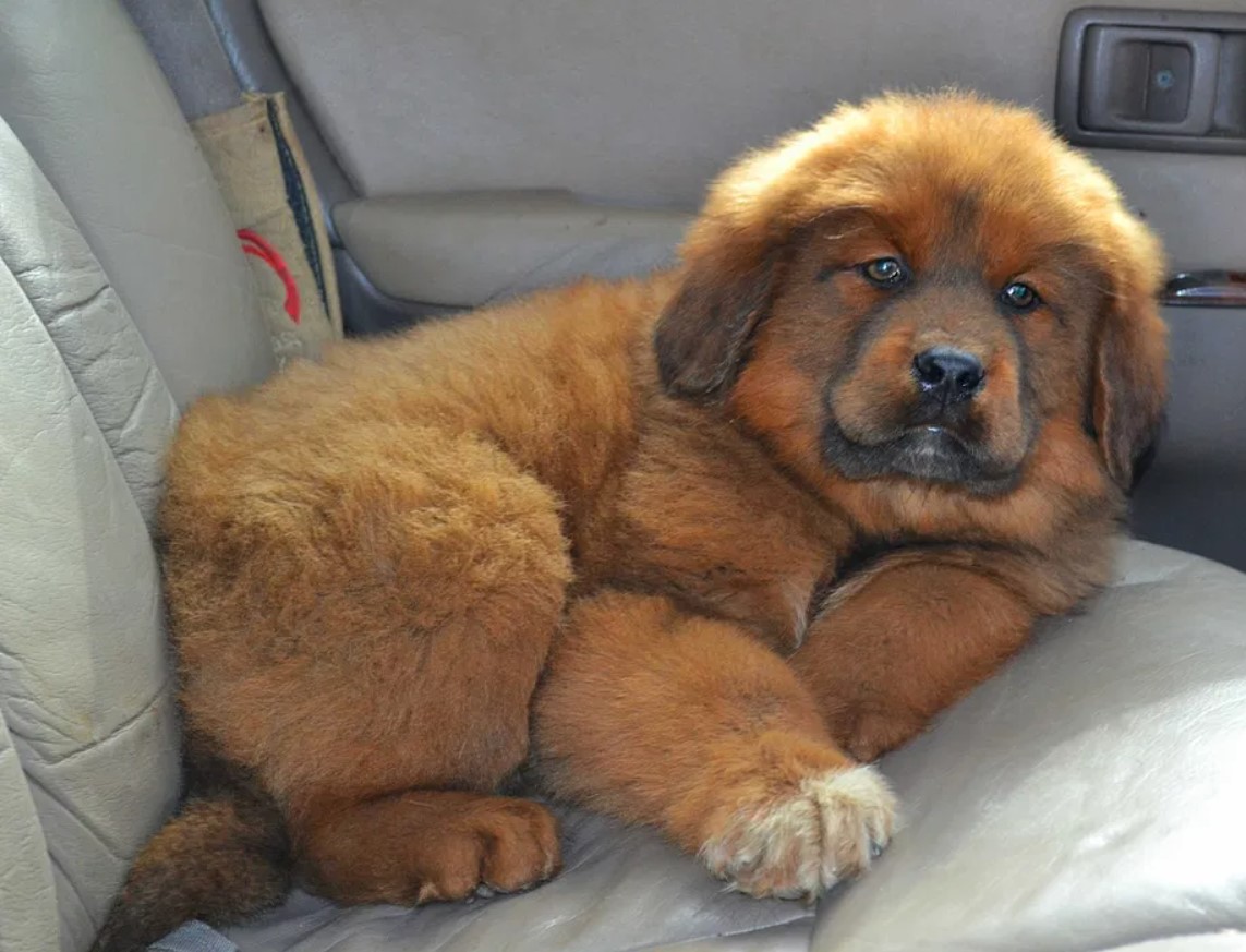 5 порід собак, які вважаються найдорожчими у світі (фото)