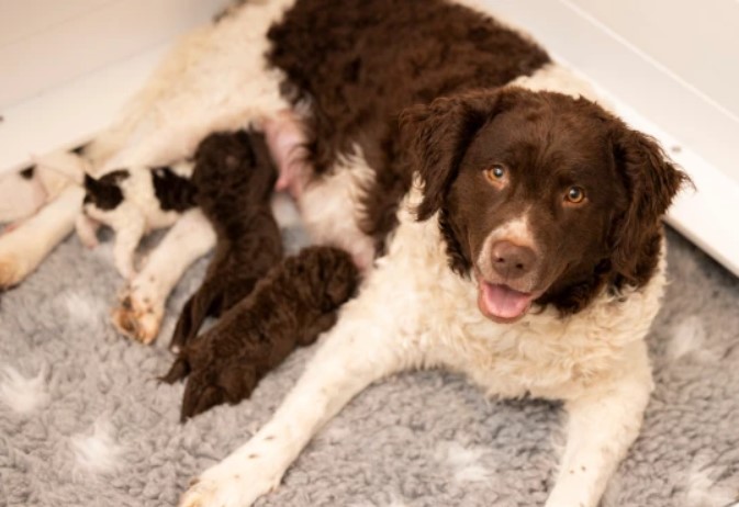 Смотрите, как выглядят новорожденные щенки редчайшей породы собак в мире