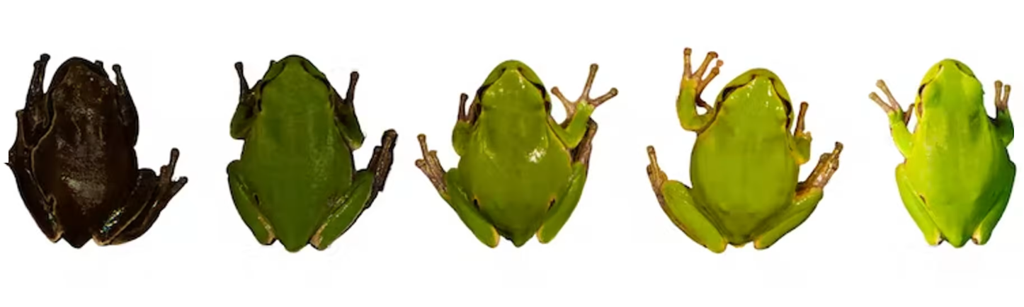 Чорнобильські жаби показали вченим еволюцію в дії