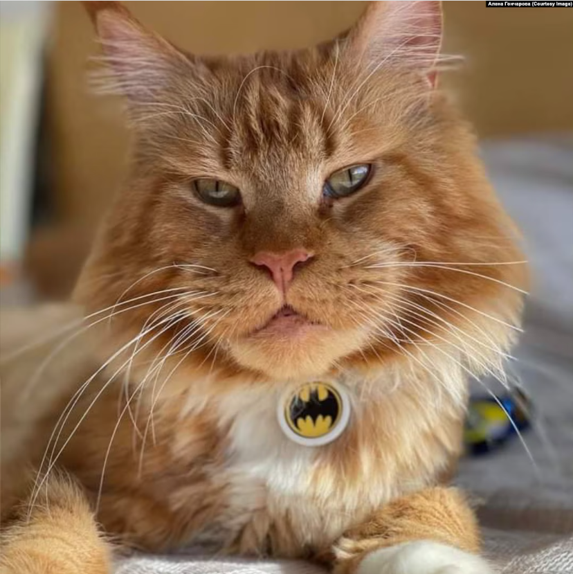 Пережив окупацію і російський полон, втік у Білорусі і повернувся в сім'ю: спливли деталі історії кота Макса з Бучі