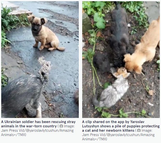 Украинский солдат спасает бездомных животных и уже стал звездой в западных СМИ (видео)