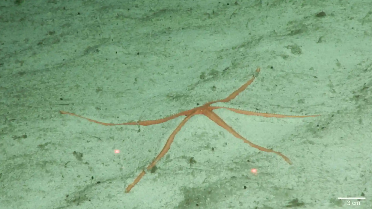 На дне Тихого океана нашли почти 40 новых видов животных: как они выглядят (фото)