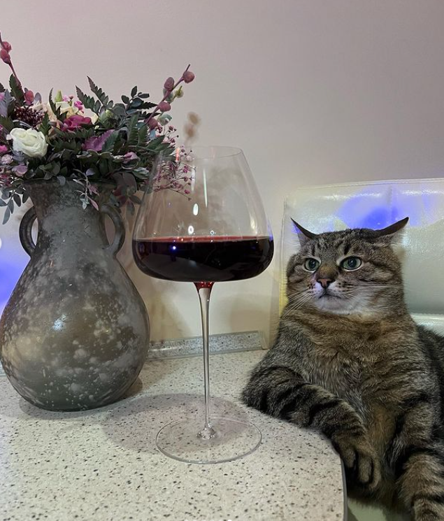 Кот Степан женился: милые фото пушистых молодоженов