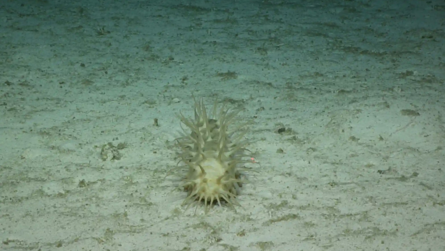 На дне Тихого океана нашли почти 40 новых видов животных: как они выглядят (фото)