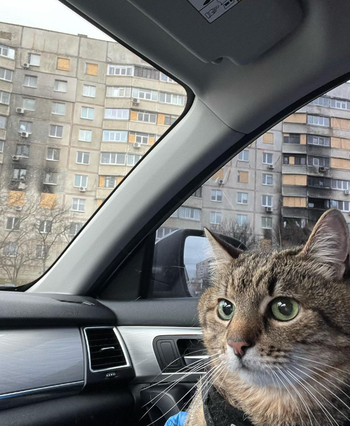 Кот Степан женился: милые фото пушистых молодоженов