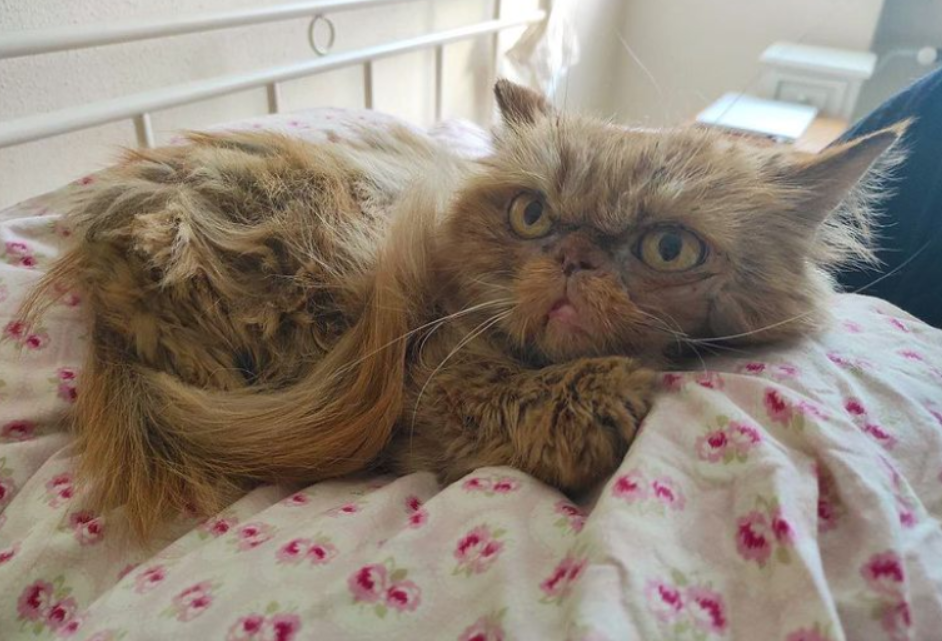 Кошка Шафа из Бородянки уже со своей настоящей хозяйкой: милые фото знаменитого пушистика