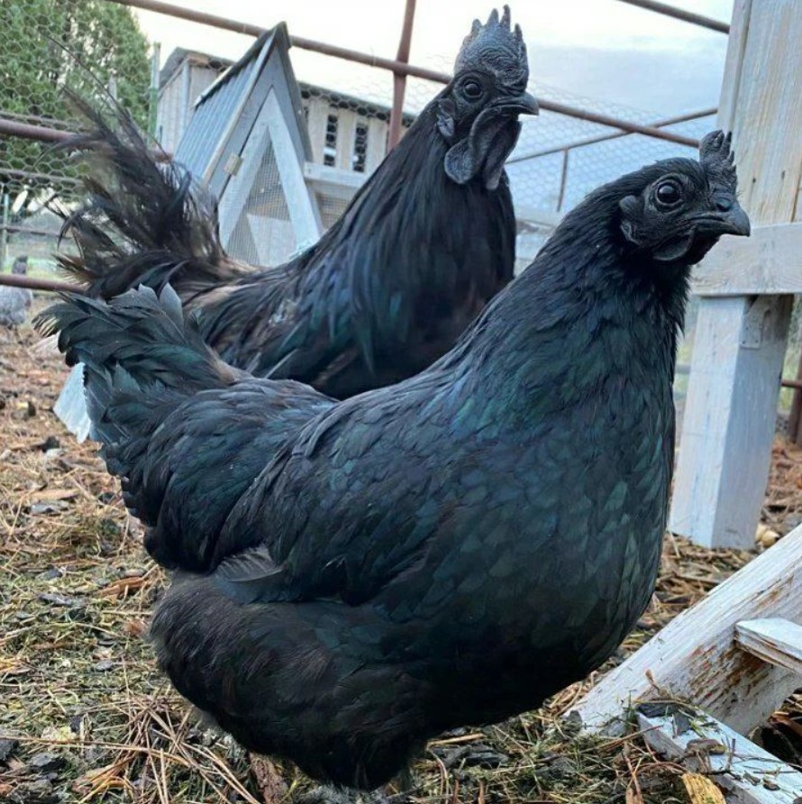 Дивіться, як виглядає чорна курка з чорним м'ясом. А якого кольору її яйця?