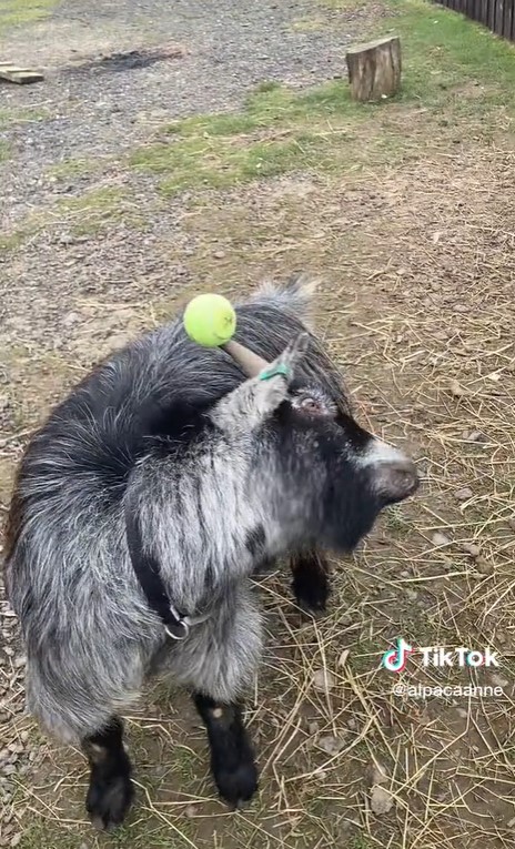 Козел вторгается в дома, крадет белье и бьет рогами всех подряд (фото)