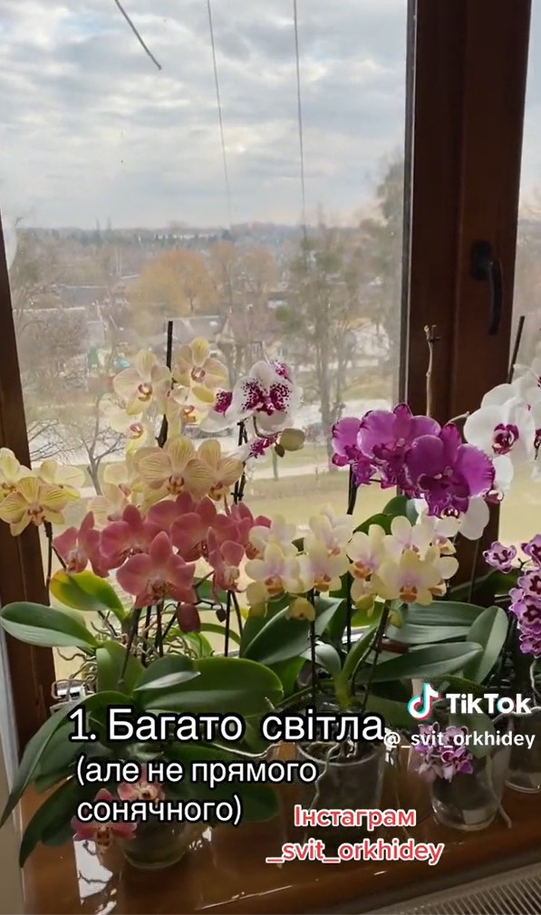 4 простих правила, з якими ваші орхідеї будуть часто і гарно квітнути