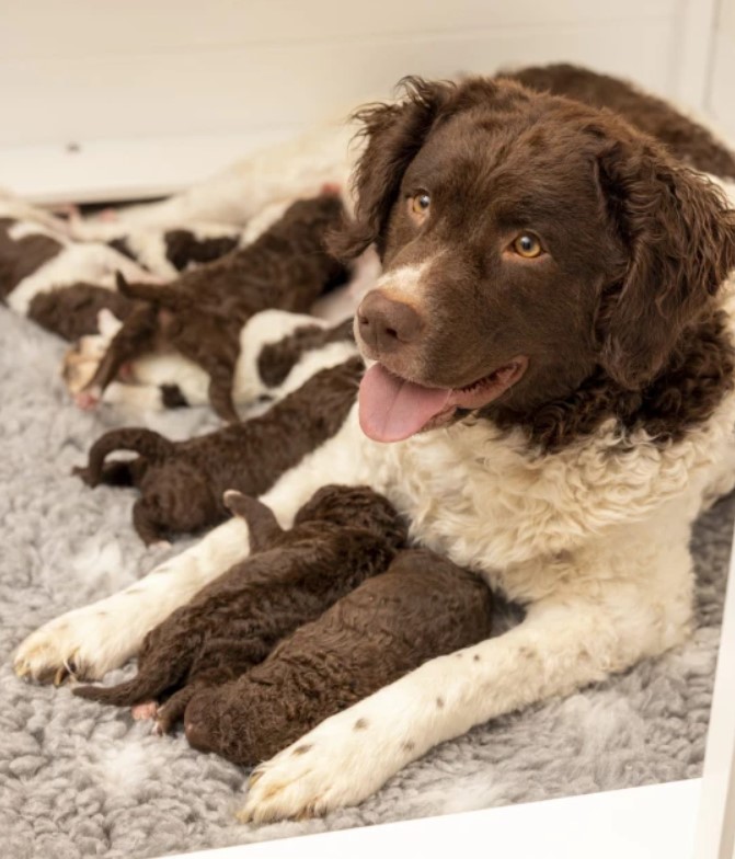 Смотрите, как выглядят новорожденные щенки редчайшей породы собак в мире