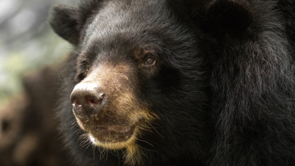 Японський скелелаз в епічному герцю на горі відбився від ведмедя: відео поєдинку