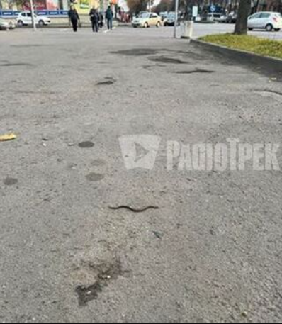 Новость о том, что жителей Ровно "терроризируют" змеи, оказалась фейком (обновлено)