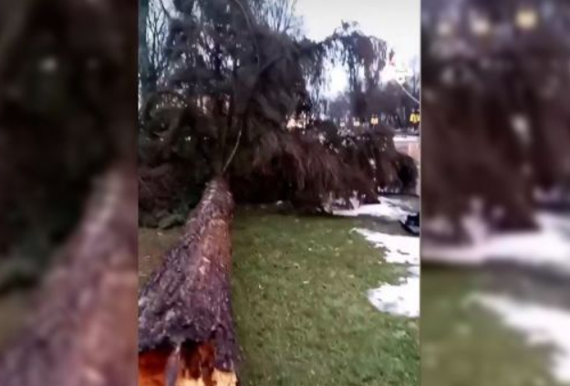 Ураганный ветер повалил новогодние елки в разных городах Украины (видео и фото)
