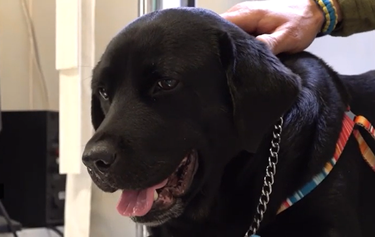 У Черкасах прооперували поранену собаку Єву, яку боєць ЗСУ 12 годин віз із Лимана