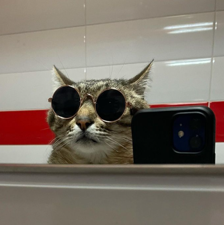 Кот Степан стал лицом обложки журнала Times Monaco: милые фото