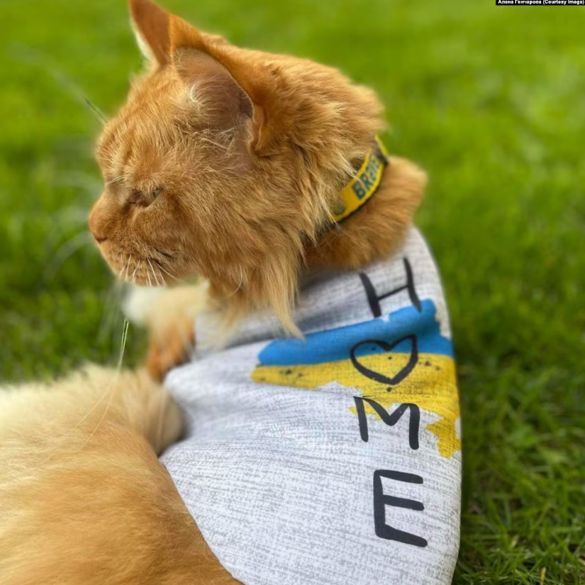 Пережив окупацію і російський полон, втік у Білорусі і повернувся в сім'ю: спливли деталі історії кота Макса з Бучі