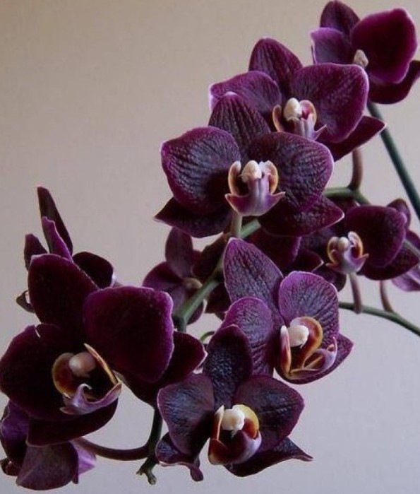Орхідея як подарунок. Кому в жодному разі не можна презентувати квітку