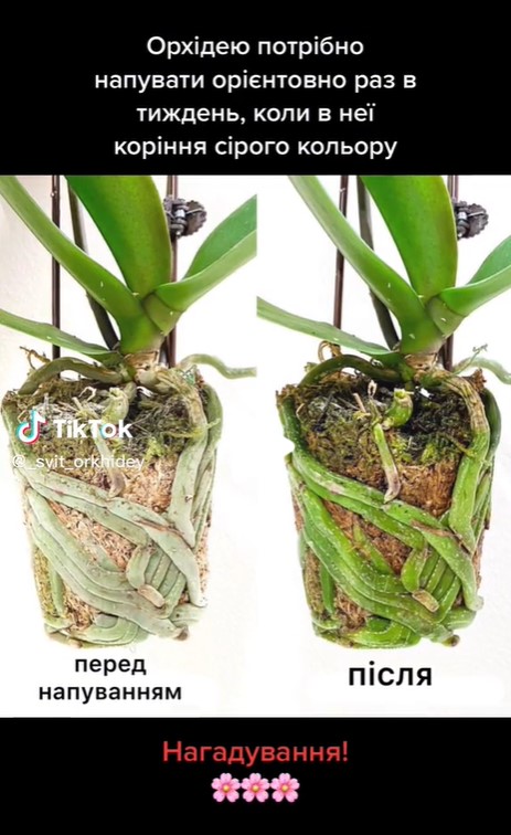Як часто поливати орхідею: названо конкретний термін