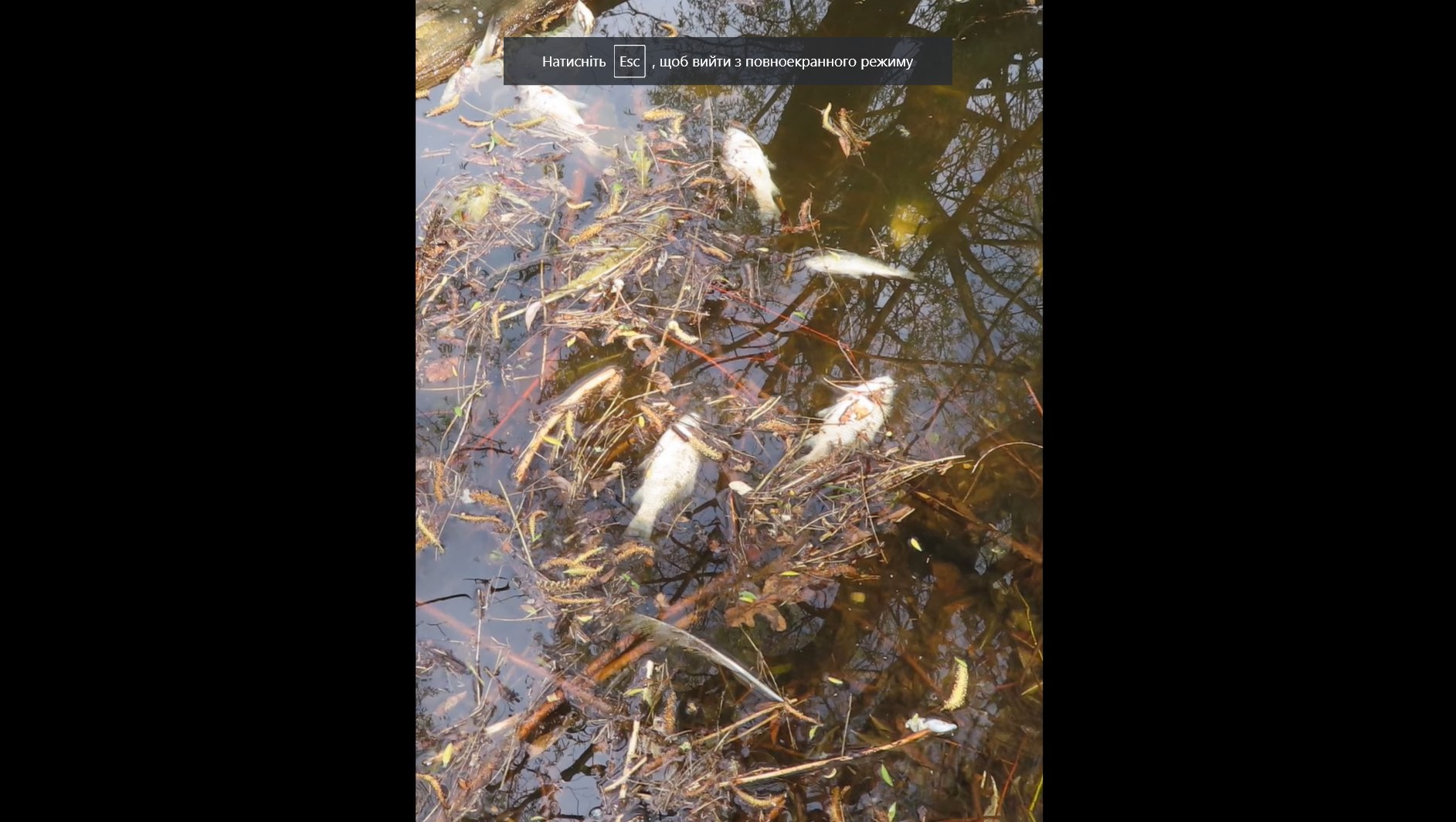 Дивіться, як виглядає одне з найбрудніших озер Києва: пляшки, сморід і будсміття