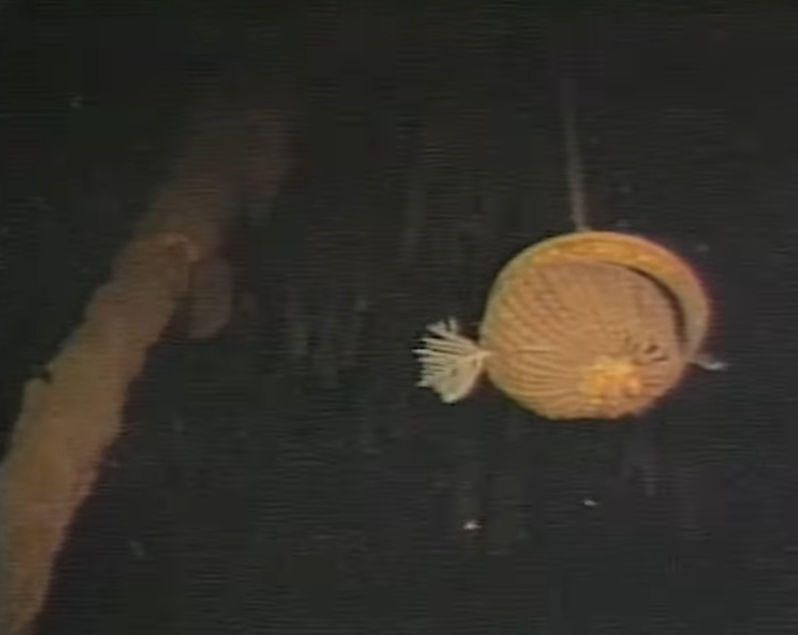 Впервые показали неизвестные кадры из затонувшего "Титаника": видео 40-летней давности