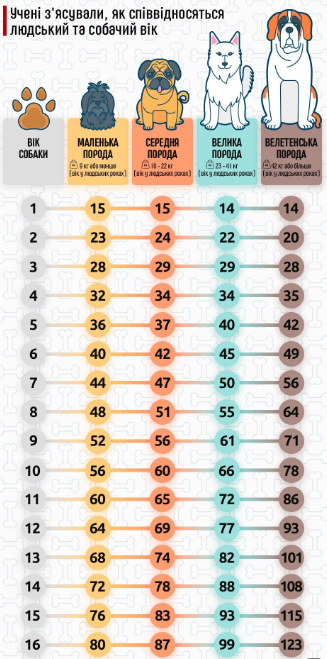 Який вік вашого собаки за людськими мірками: простий спосіб визначення