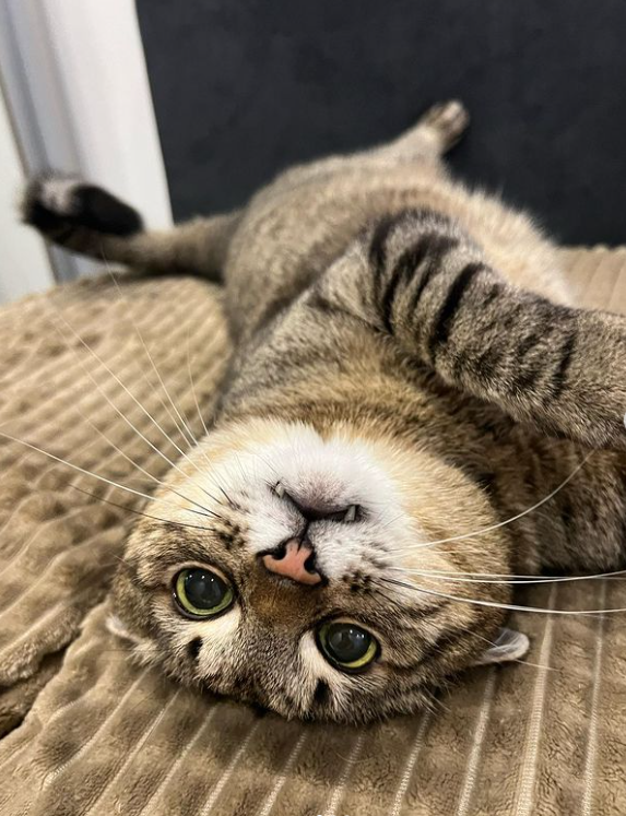 Кот Степан стал лицом обложки журнала Times Monaco: милые фото