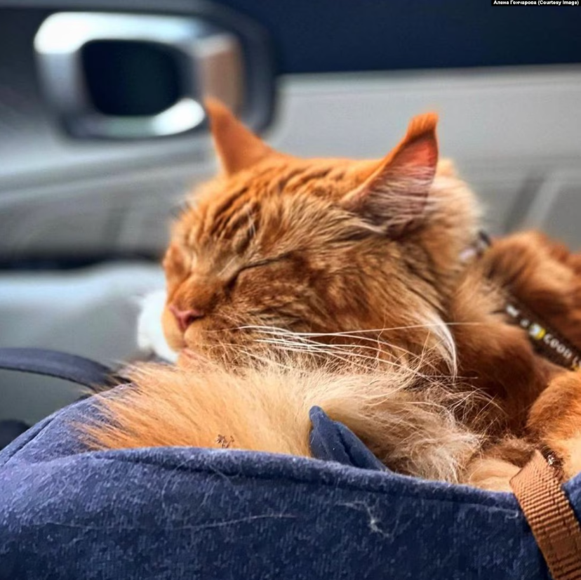 Пережив окупацію і російський полон, втік у Білорусі і повернувся в сім'ю: спливли деталі історії кота Макса з Бучі