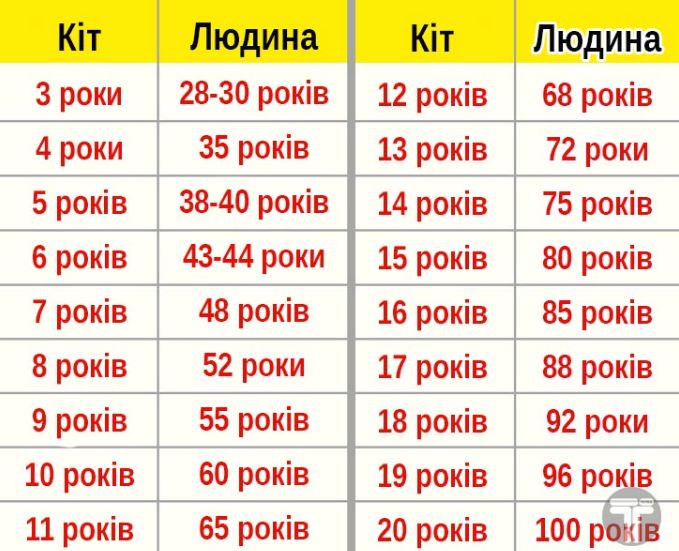 Какой возраст вашего кота по человеческим меркам? Вот как это можно вычислить